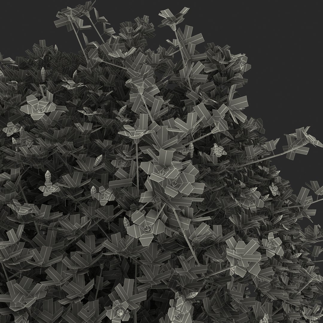 Max Azalea Bush