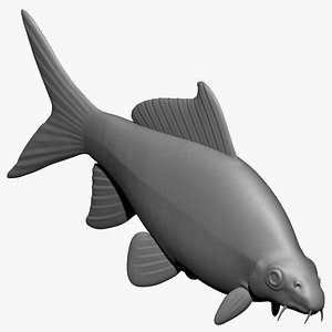 3D model Red Tail Shark