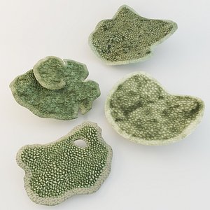 Coral Acropora