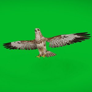Common Buzzard Bird 3D model