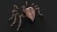 Araignée truquée et animée