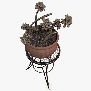 Succulent Plant
