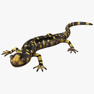 Tiger Salamander Pose 2