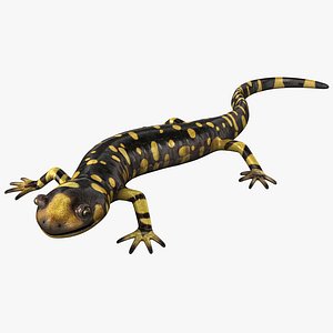 Tiger Salamander Pose 2