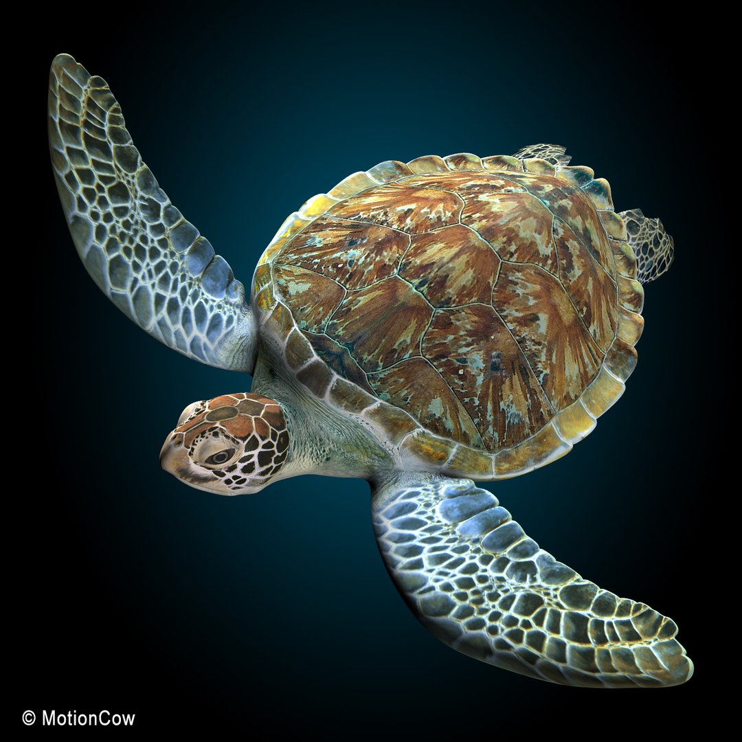 realistic turtle c4d https://p.turbosquid.com/ts-thumb/f2/m8q6KR/8q2bmb4k/turtle_k/jpg/1341106039/1920x1080/fit_q87/9acaa545d01115014f3e17c1362a19ee81e671d2/turtle_k.jpg