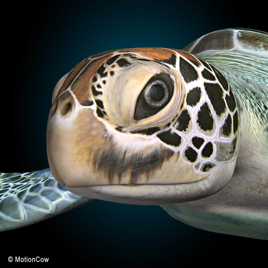 realistic turtle c4d https://p.turbosquid.com/ts-thumb/f2/m8q6KR/G3ekSdAJ/turtle_l/jpg/1341106039/1920x1080/fit_q87/9cfa3784bdb6ab5f7eb30ebe4234158dcacafa94/turtle_l.jpg