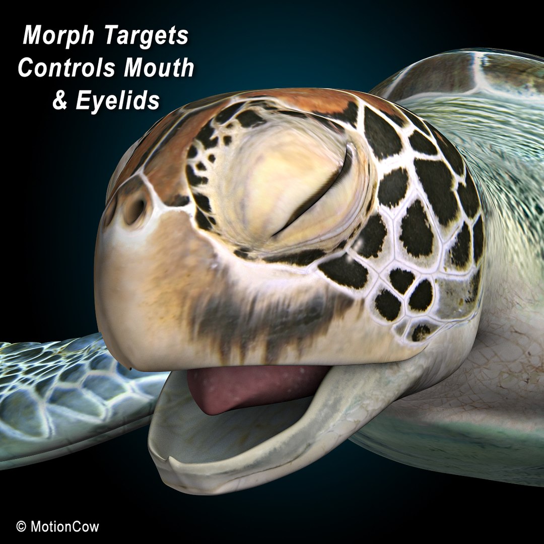 realistic turtle c4d https://p.turbosquid.com/ts-thumb/f2/m8q6KR/X8WlR4Sl/turtle_l2/jpg/1341106039/1920x1080/fit_q87/cf3dabae85e0b492b9b7cdbb1f1455c6d8261432/turtle_l2.jpg