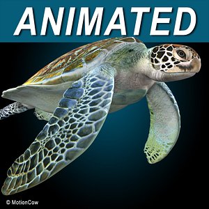 Turtle