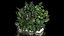 Flowerbed Of Plants With Tropical Thickets