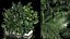 Flowerbed Of Plants With Tropical Thickets