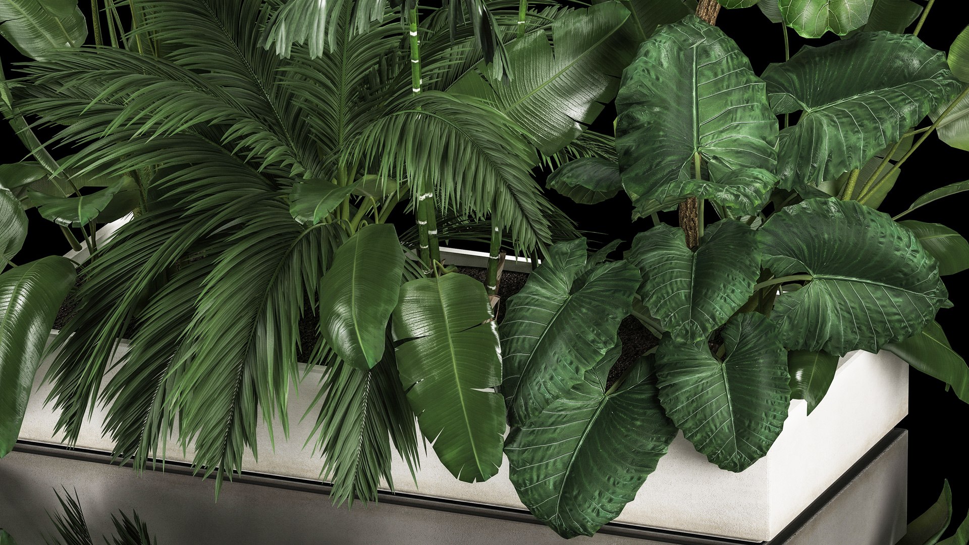 3D Flowerbed Of Plants With Tropical Thickets https://p.turbosquid.com/ts-thumb/f2/mrb8LS/OF/1tropicalthickets2805202209/jpg/1653820160/1920x1080/fit_q87/a96746b2050d4349a28bb3d878d627075e0b38f7/1tropicalthickets2805202209.jpg