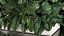 Flowerbed Of Plants With Tropical Thickets