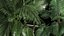Flowerbed Of Plants With Tropical Thickets