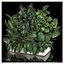 Flowerbed Of Plants With Tropical Thickets
