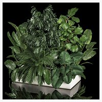 Flowerbed Of Plants With Tropical Thickets