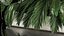 Flowerbed Of Plants With Tropical Thickets