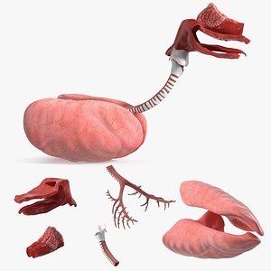 Dog Lung Anatomy Model with Trachea Structure
