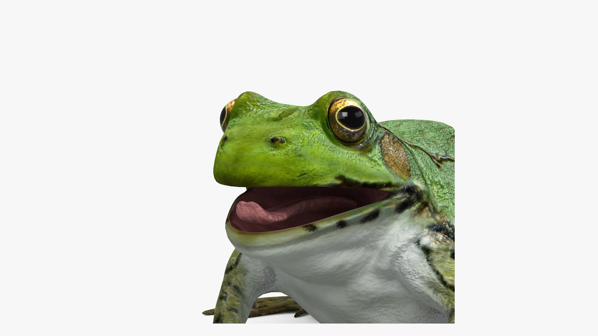 3D model Green Frog - TurboSquid 2178608