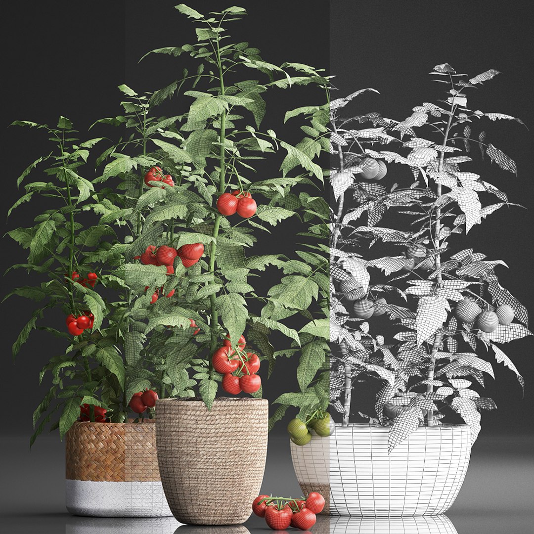 decorative plants kitchen tomato 3D https://p.turbosquid.com/ts-thumb/f2/ufPS7h/0l4QObq8/tomato1609201907/jpg/1568720555/1920x1080/fit_q87/ee2f96e33859378d8e7b5d72cfa7eefaee7f2ce0/tomato1609201907.jpg