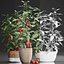 Decorative plants for the kitchen 385 tomato