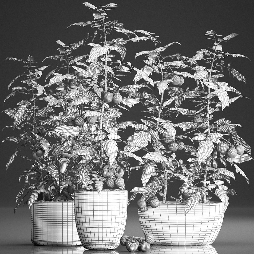 decorative plants kitchen tomato 3D https://p.turbosquid.com/ts-thumb/f2/ufPS7h/Z0Cj4mWw/tomato1609201909/jpg/1568720555/1920x1080/fit_q87/766cb7af1c62fce406c6ba1a7519f8a17553230f/tomato1609201909.jpg