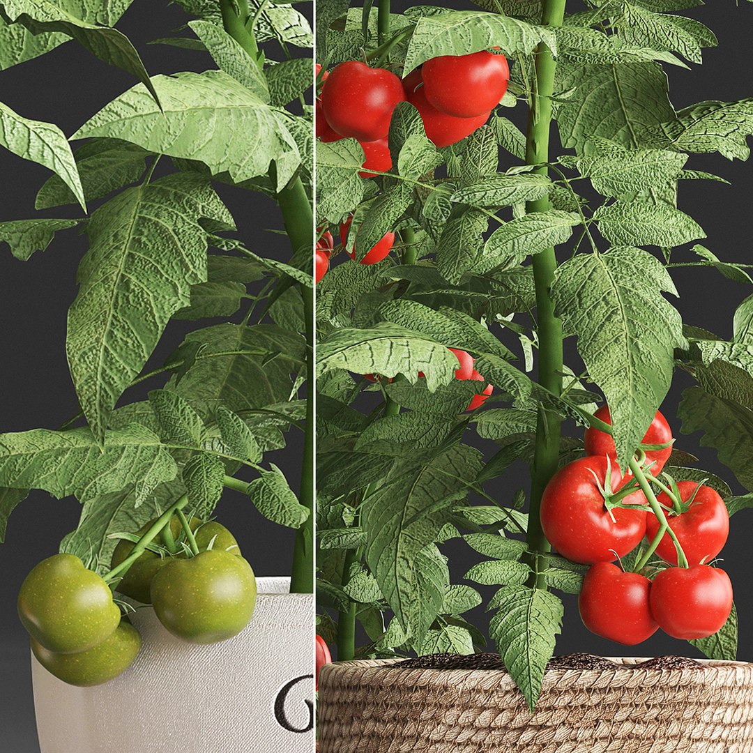 decorative plants kitchen tomato 3D https://p.turbosquid.com/ts-thumb/f2/ufPS7h/baYj12qm/tomato160920196/jpg/1568720555/1920x1080/fit_q87/9148a7dc91e3d5346e91f46d8d2ceca0cc3a7d1f/tomato160920196.jpg