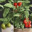 Decorative plants for the kitchen 385 tomato