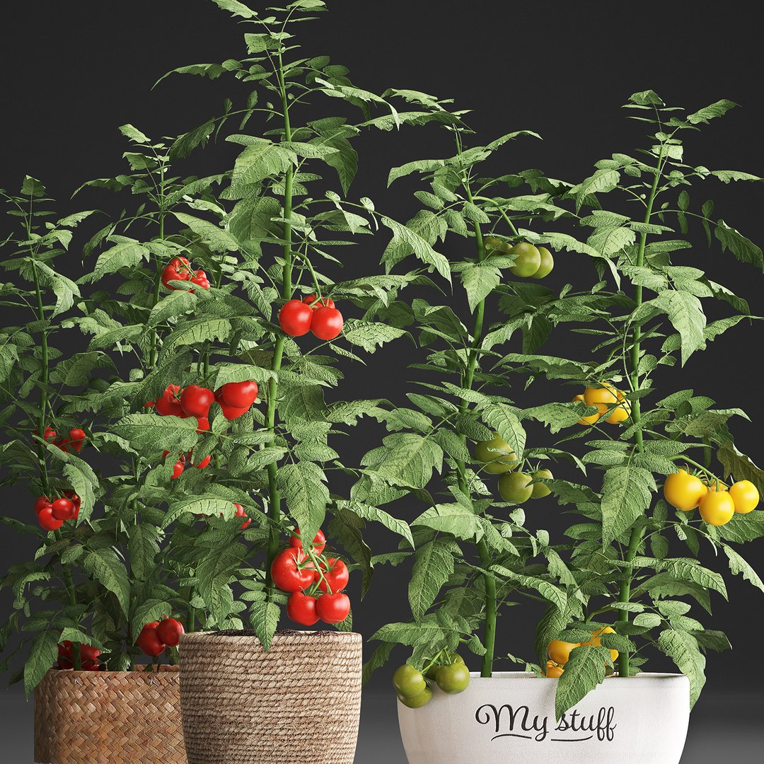 decorative plants kitchen tomato 3D https://p.turbosquid.com/ts-thumb/f2/ufPS7h/hLsHY50C/tomato160920194/jpg/1568720555/1920x1080/fit_q87/1f334fa5a0d08800b907682b2927a09501d9a8d1/tomato160920194.jpg