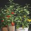 Decorative plants for the kitchen 385 tomato