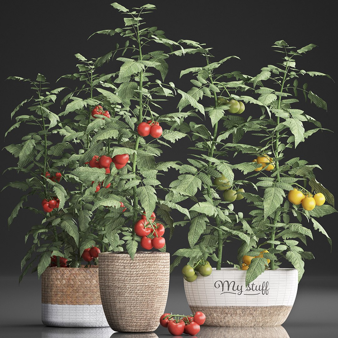 decorative plants kitchen tomato 3D https://p.turbosquid.com/ts-thumb/f2/ufPS7h/ieYqwj7v/tomato1609201908/jpg/1568720555/1920x1080/fit_q87/5b9d4cc61206b766d005efe6aaa142905c45e4aa/tomato1609201908.jpg