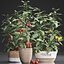 Decorative plants for the kitchen 385 tomato