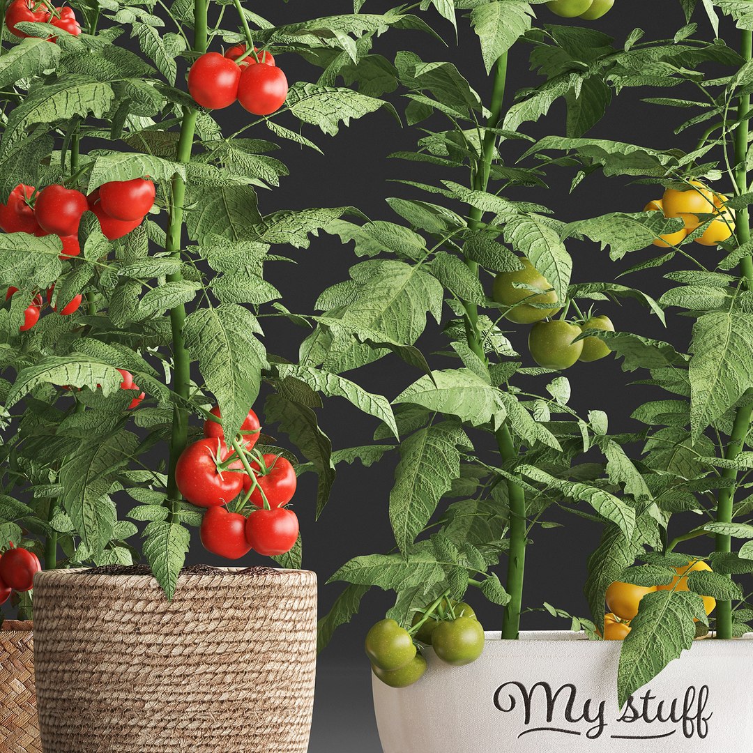 decorative plants kitchen tomato 3D https://p.turbosquid.com/ts-thumb/f2/ufPS7h/lYTtA9zU/tomato160920195/jpg/1568720555/1920x1080/fit_q87/4fb2a5fb59935d0df8979081140d00c41640ade1/tomato160920195.jpg