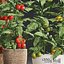 Decorative plants for the kitchen 385 tomato