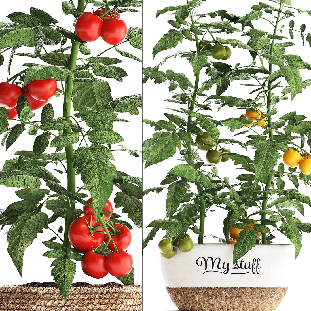 decorative plants kitchen tomato 3D https://p.turbosquid.com/ts-thumb/f2/ufPS7h/m0LOd3g9/tomato160920192/jpg/1568720555/1920x1080/fit_q87/2b5e2bca39b056f59364d56baf4983c017a9860b/tomato160920192.jpg