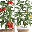 Decorative plants for the kitchen 385 tomato