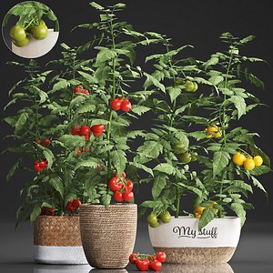 decorative plants kitchen tomato 3D