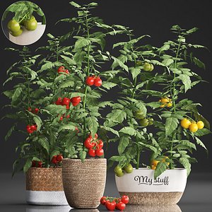 Decorative plants for the kitchen 385 tomato