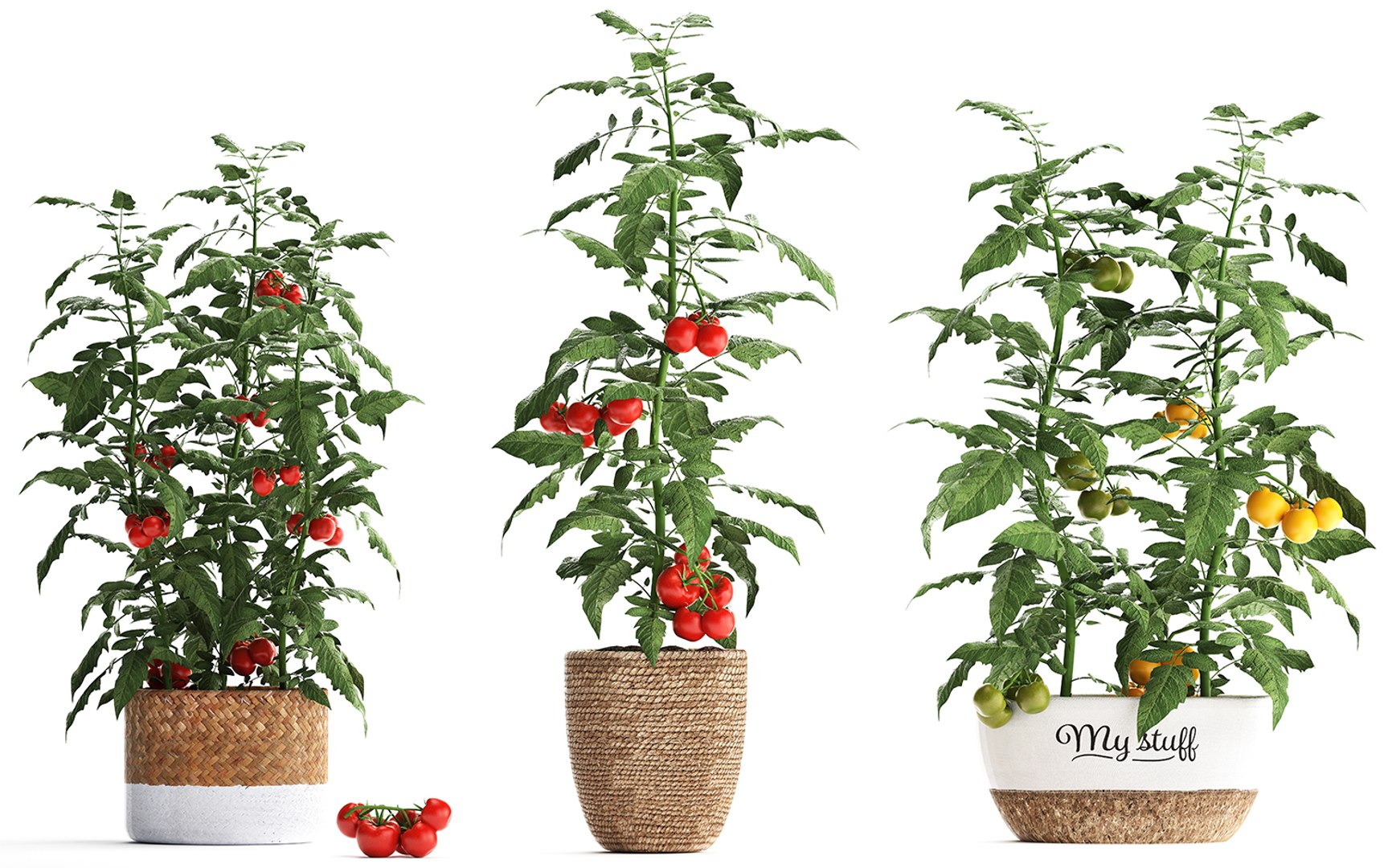 decorative plants kitchen tomato 3D https://p.turbosquid.com/ts-thumb/f2/ufPS7h/x4Xj4vUs/tomato1609201911/jpg/1568720555/1920x1080/fit_q87/d64a68e49459d5c7c21a12d3d35cd7519b9cbaa9/tomato1609201911.jpg