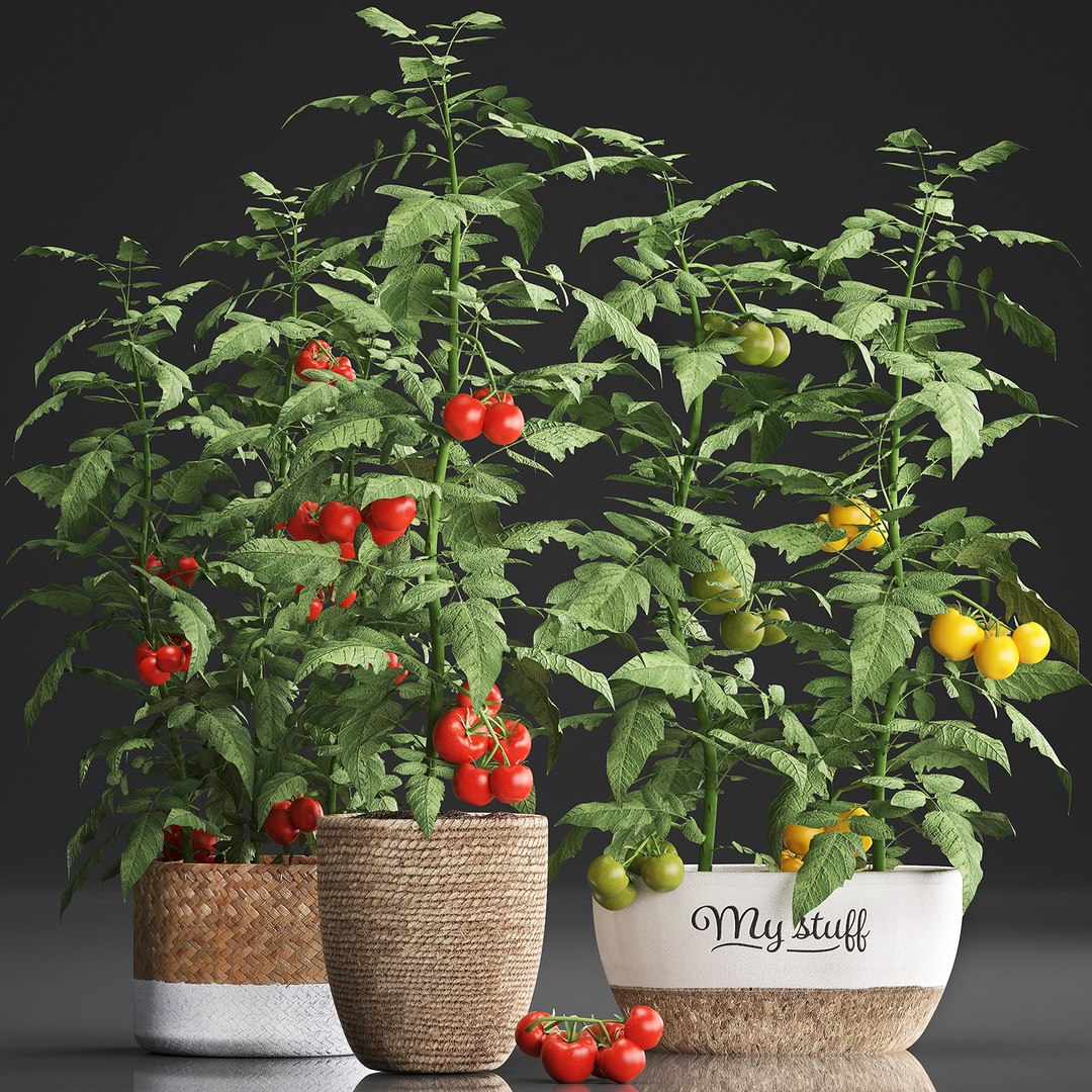decorative plants kitchen tomato 3D https://p.turbosquid.com/ts-thumb/f2/ufPS7h/xVvgMk24/tomato160920191/jpg/1568720555/1920x1080/fit_q87/b0518b6c7575d44d2d2e8646d74f8723256ef635/tomato160920191.jpg