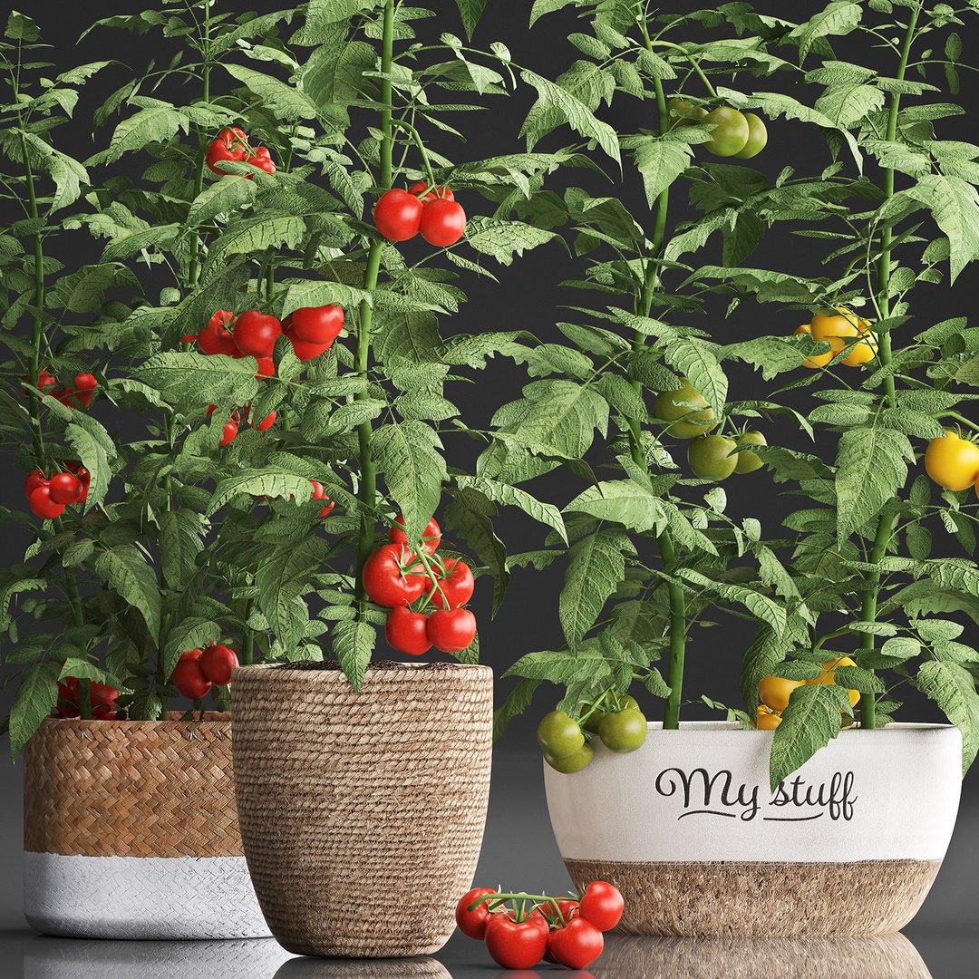 decorative plants kitchen tomato 3D https://p.turbosquid.com/ts-thumb/f2/ufPS7h/xwU1Gss1/tomato160920193/jpg/1568720555/1920x1080/fit_q87/4108ca79099c7d3554a1e686a85e1b8f212f1f80/tomato160920193.jpg