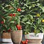 Decorative plants for the kitchen 385 tomato