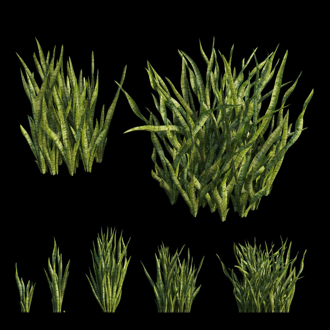 3D Model Sansevieria Trifasciata Plant 03 - TurboSquid 1550726