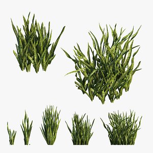 Sansevieria trifasciata plant 03