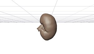 Kidney ( from real human)