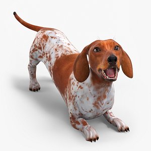 3D Short-Legged Hound with Dapple Coat Rigged for Cinema 4D model