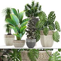 Collection plants
