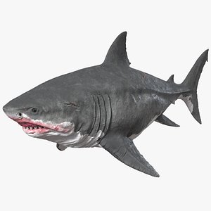Megalodon