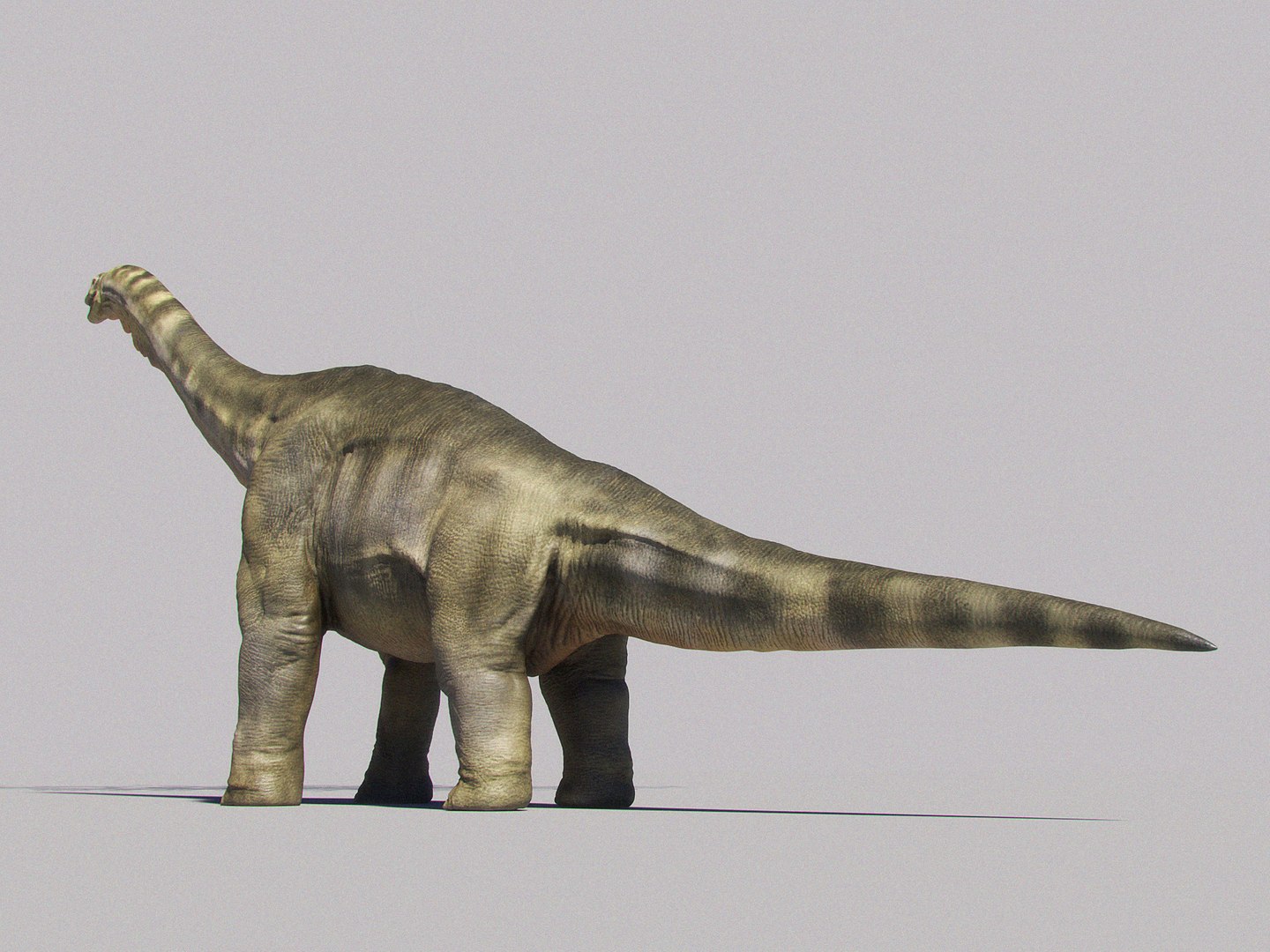 Brachiosaurus dinosaur rig studio 3D model - TurboSquid 1320292