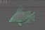 Hogfish