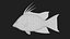 Hogfish